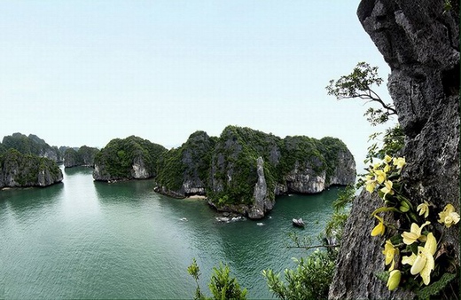 Travel to Halong bay in Spring Travel to Halong bay in Spring