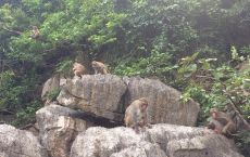 Monkeys