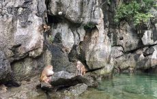 Monkeys