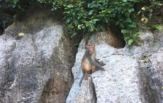 Monkeys