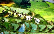Sapa