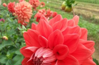 Au Co Organic Farm